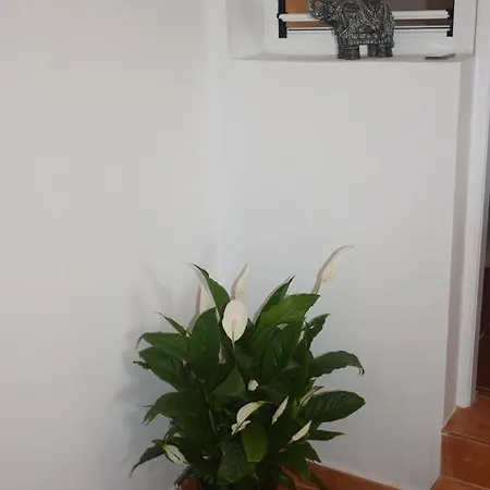Lejlighed Garoe Acogedor Araya (Tenerife)